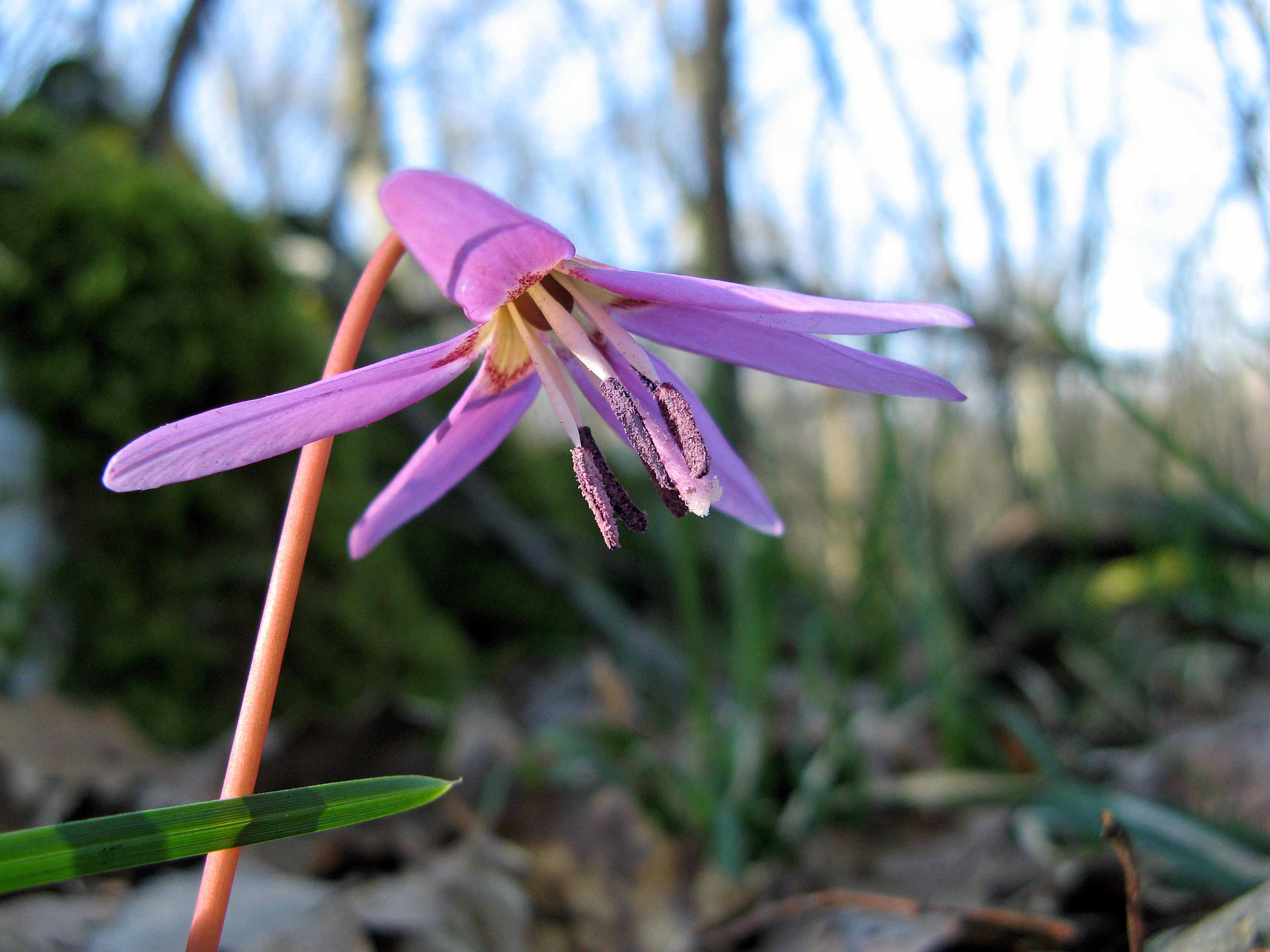 Erythronium dens-canis L.